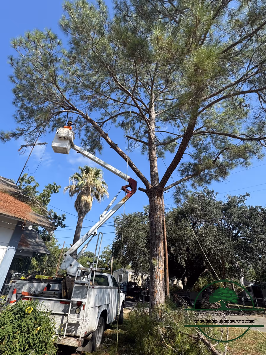 Street-side trimming while the crew loads brush into a dump trailer below