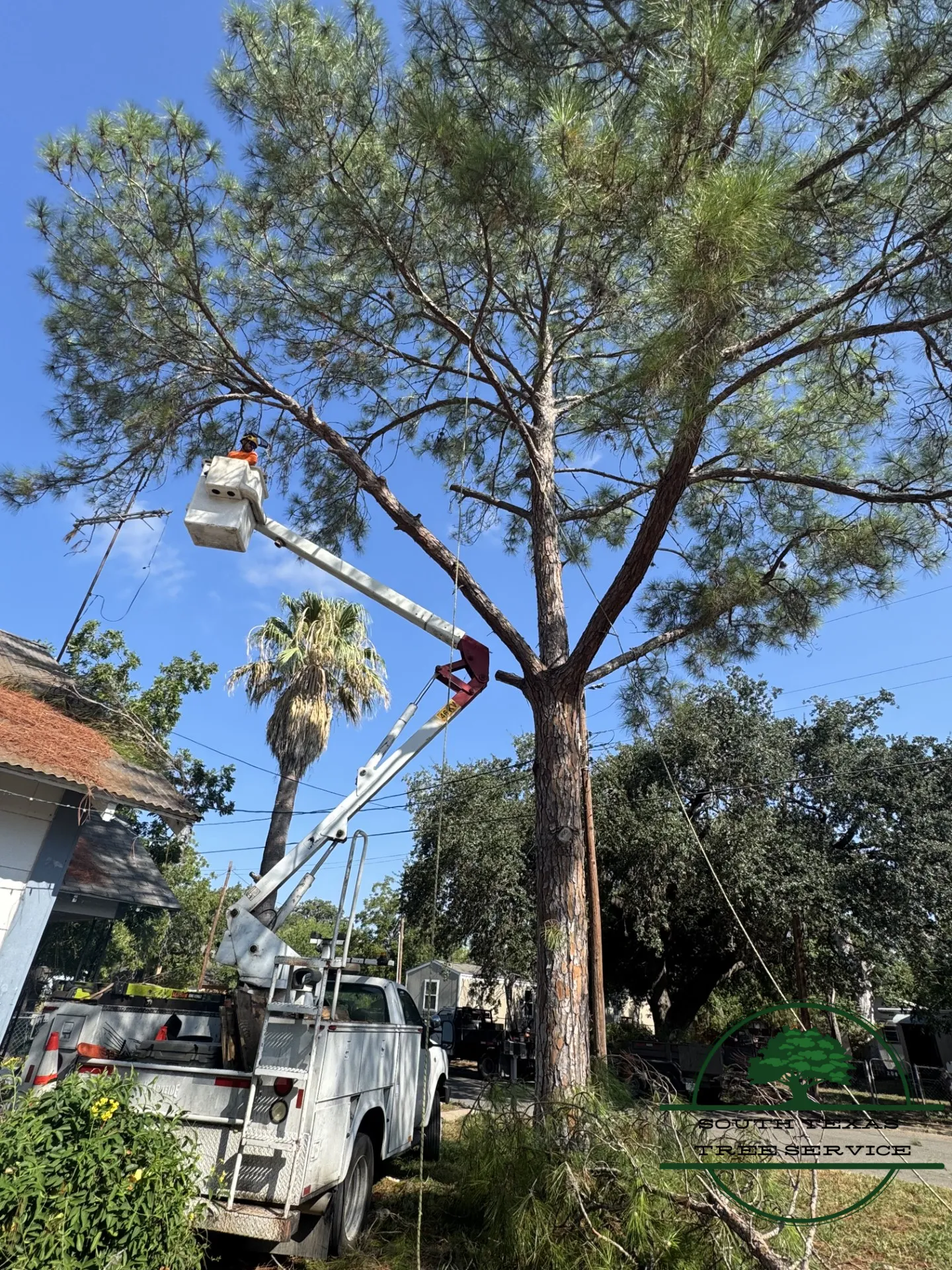 Street-side trimming while the crew loads brush into a dump trailer below