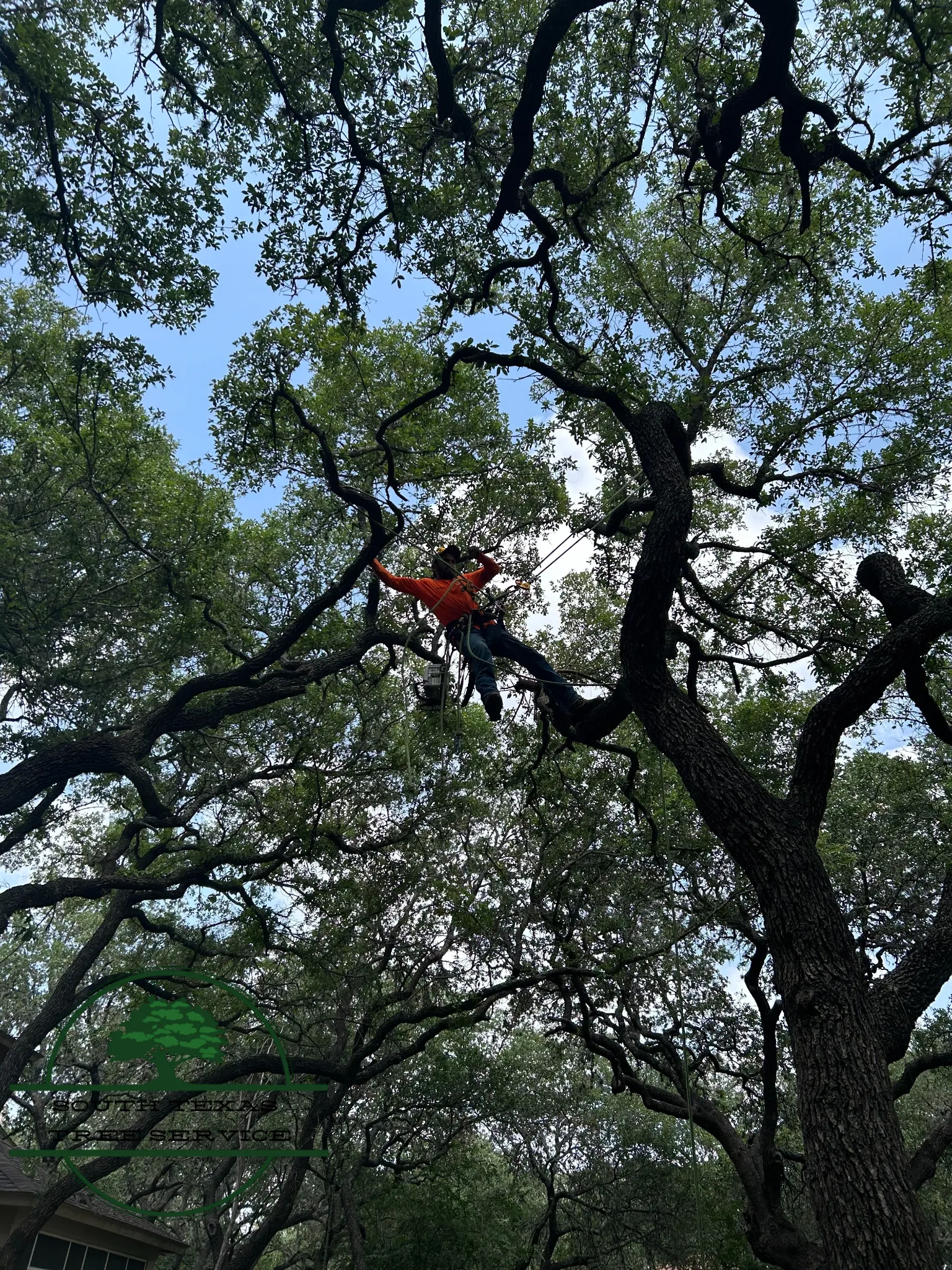 Arborist roped in high in a live oak canopy above a two-story house
