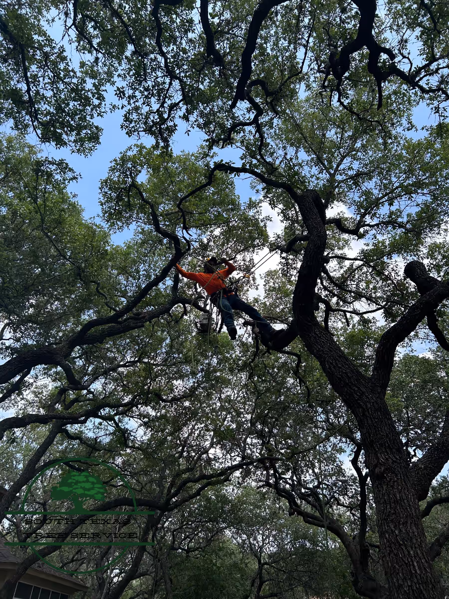 Arborist roped in high in a live oak canopy above a two-story house
