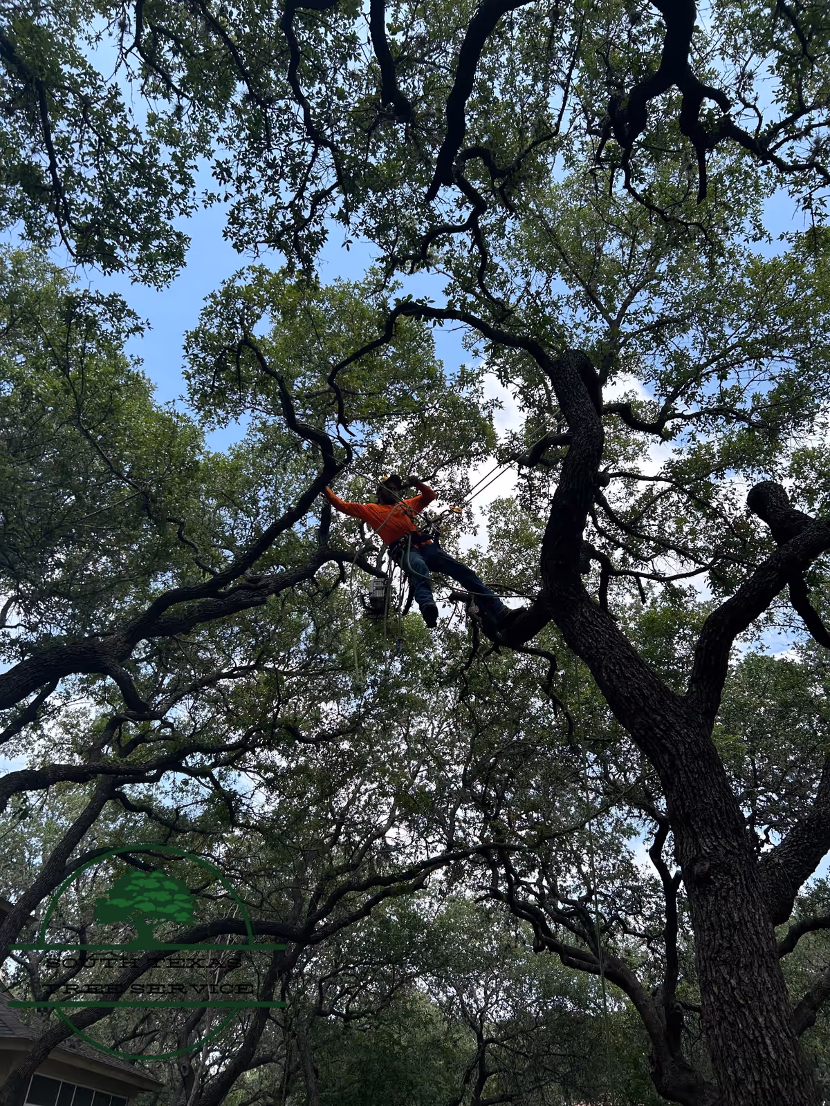 Arborist roped in high in a live oak canopy above a two-story house