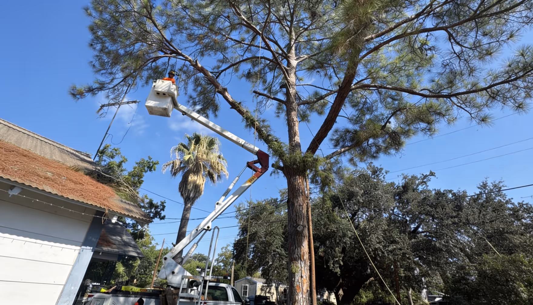 South Texas Tree Service crew in a bucket truck removing a tall tree over a San Antonio home