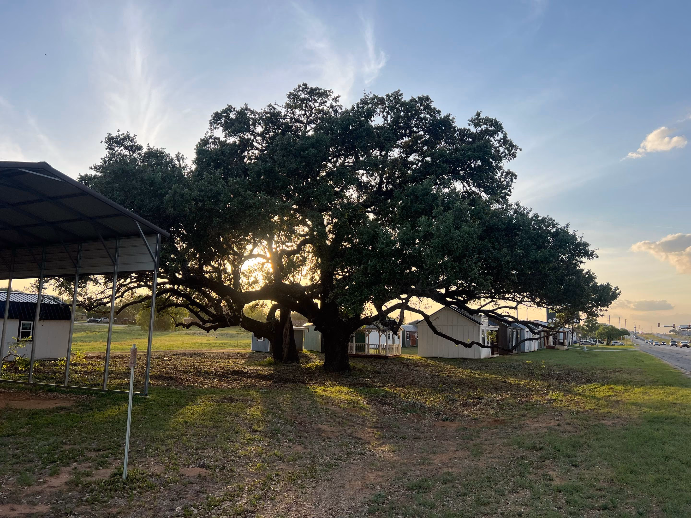 A sprawling mature Texas live oak backlit by golden-hour sun on a San Antonio lot