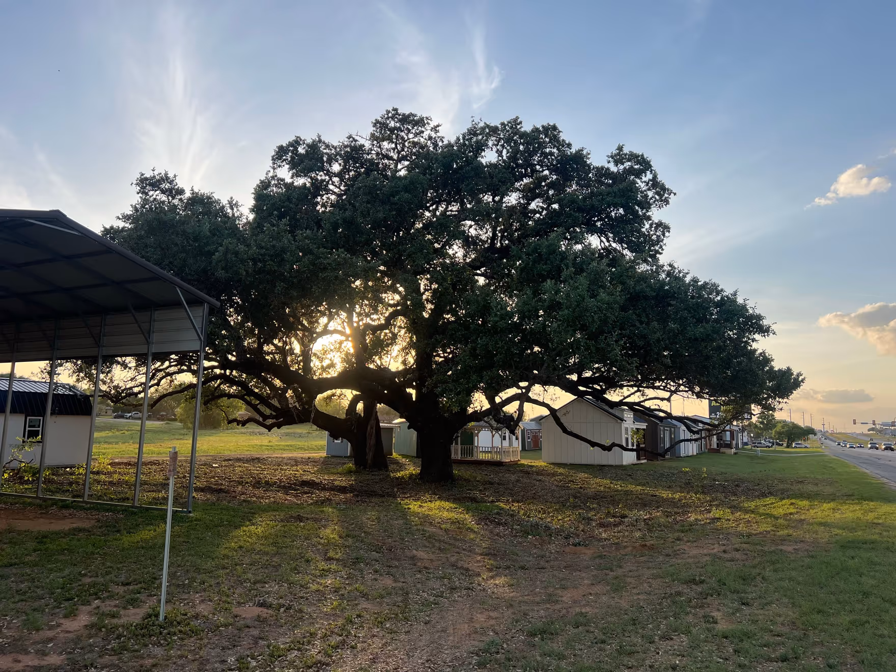 A sprawling mature Texas live oak backlit by golden-hour sun on a San Antonio lot