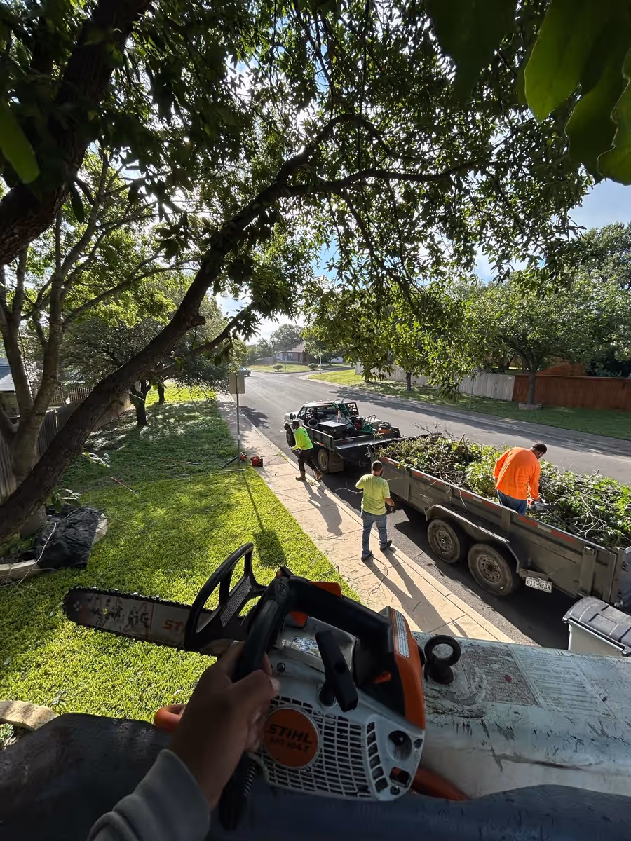 View from the bucket high in a tall tree over a San Antonio home