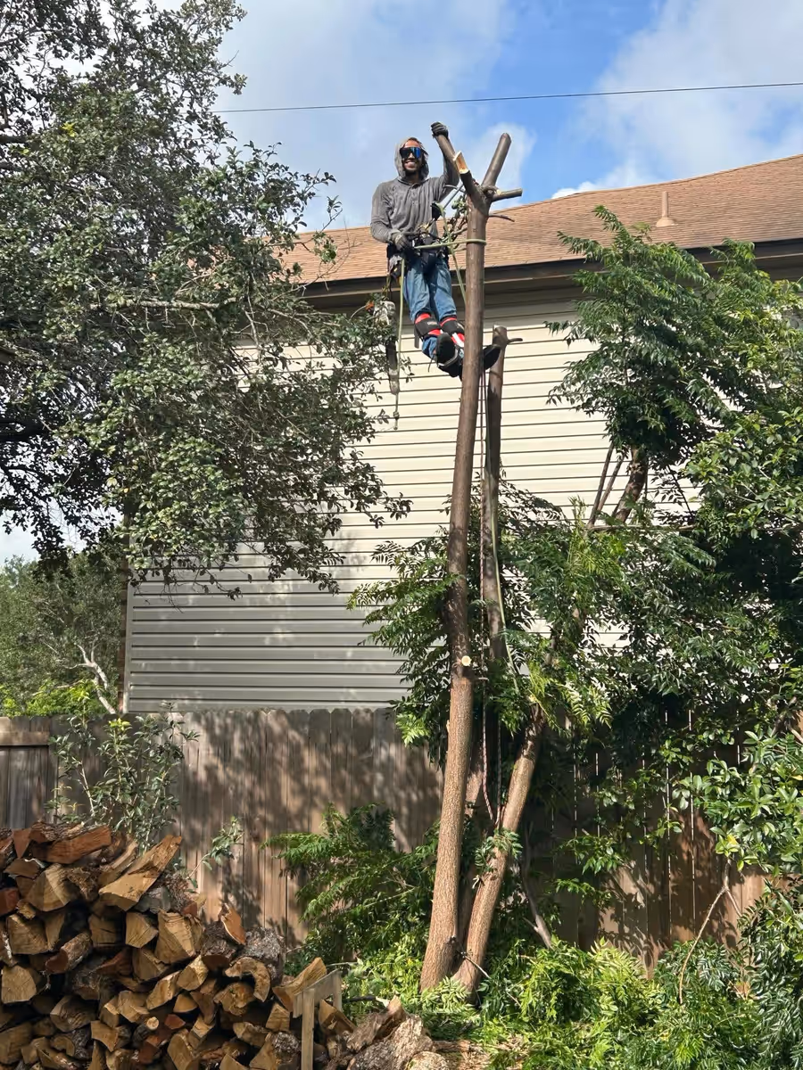 Crew member roped in at the top of a stripped spar beside a house, limbs already cut