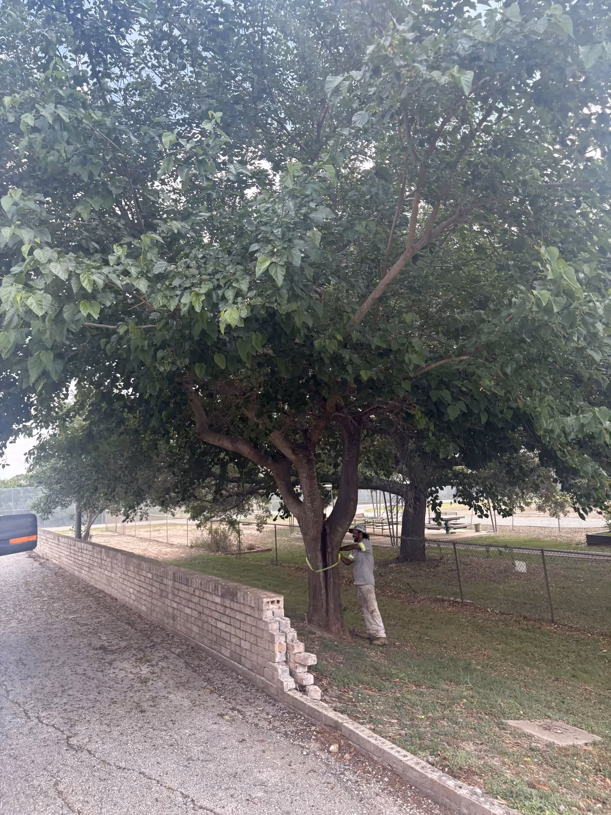 Crew assessing and servicing trees on the grounds of the San Antonio State Hospital
