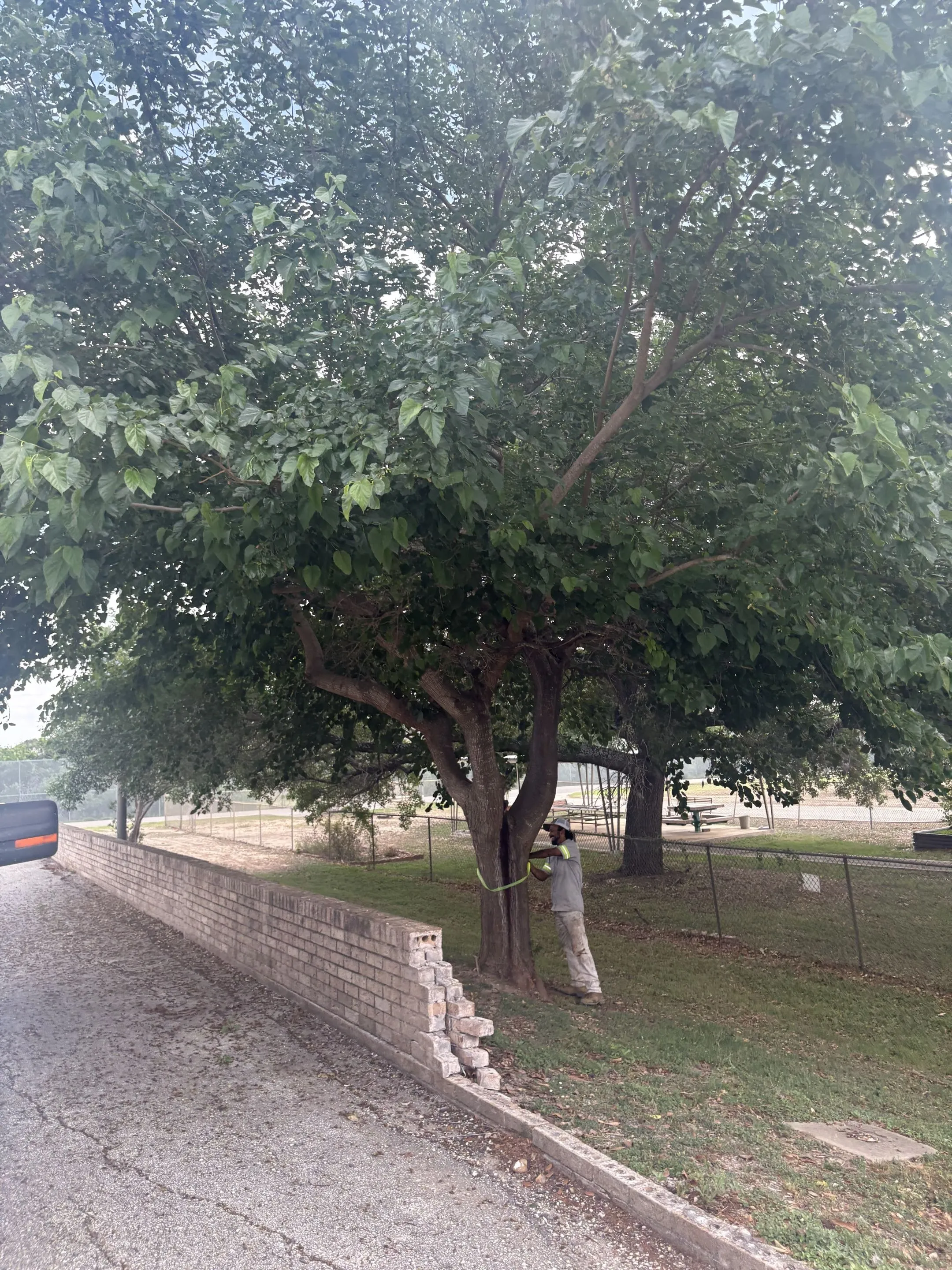 Crew assessing and servicing trees on the grounds of the San Antonio State Hospital