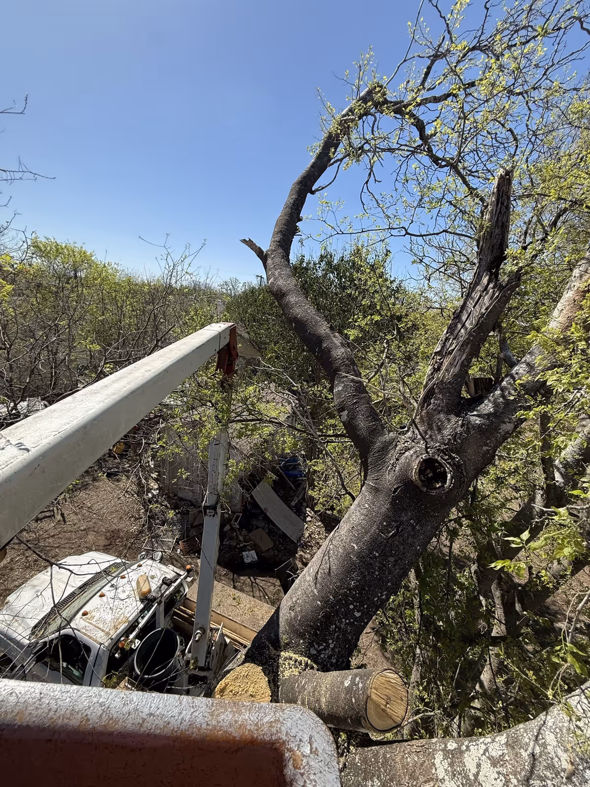Bucket POV sectioning a dead tree down over a tight backyard