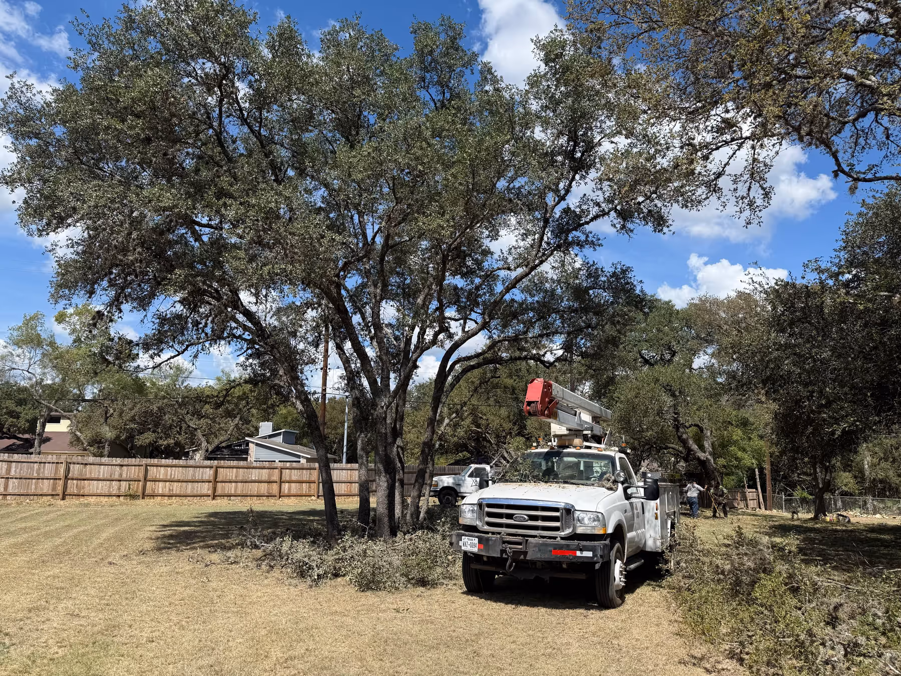 A healthy, well-pruned mature live oak canopy in San Antonio at golden hour