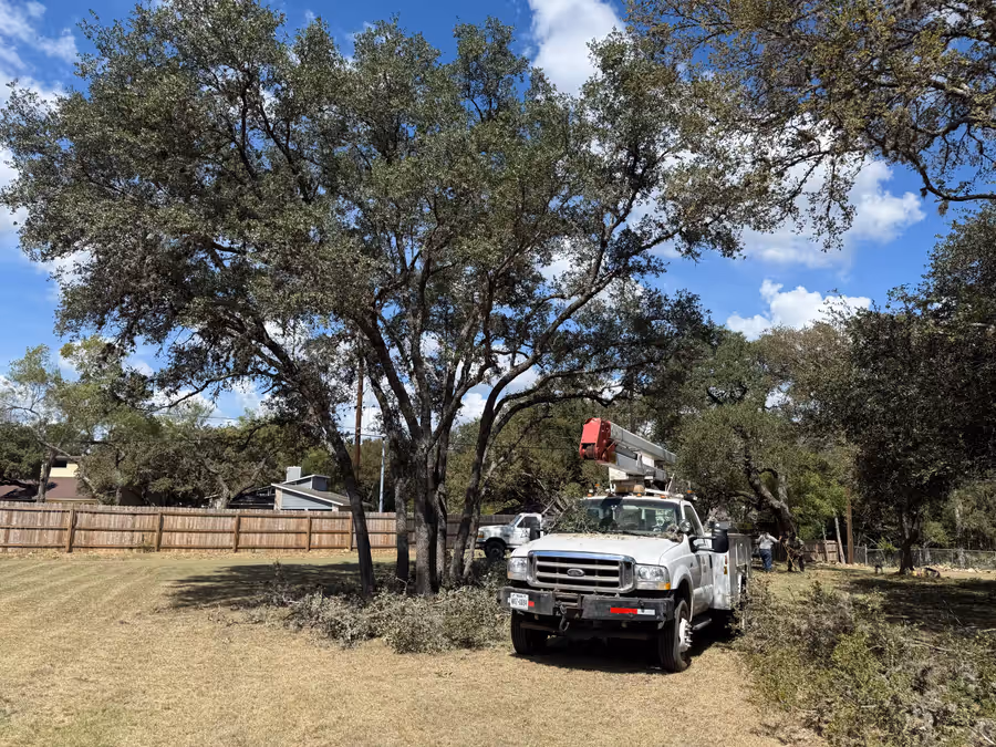 A healthy, well-pruned mature live oak canopy in San Antonio at golden hour