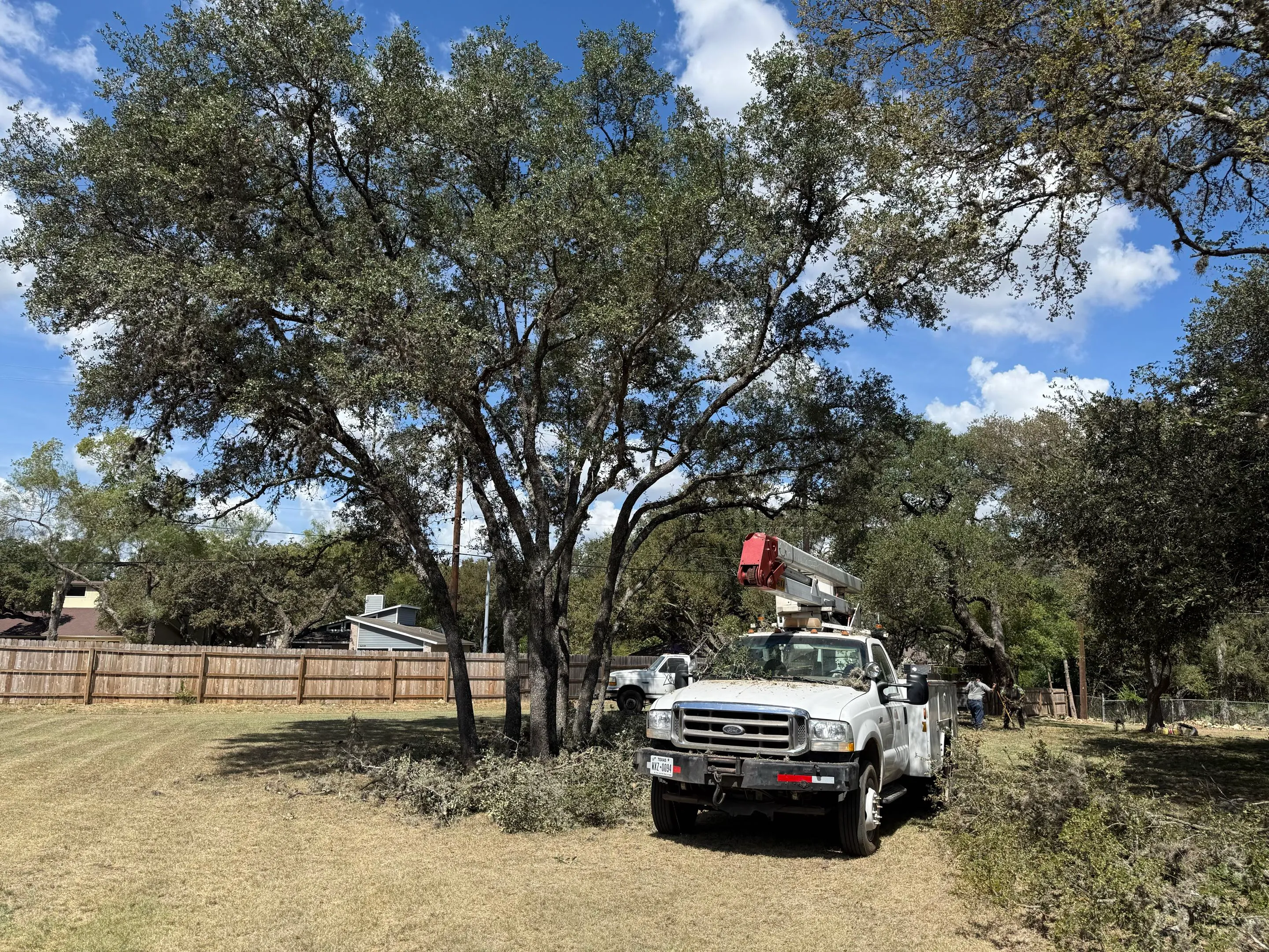 A healthy, well-pruned mature live oak canopy in San Antonio at golden hour