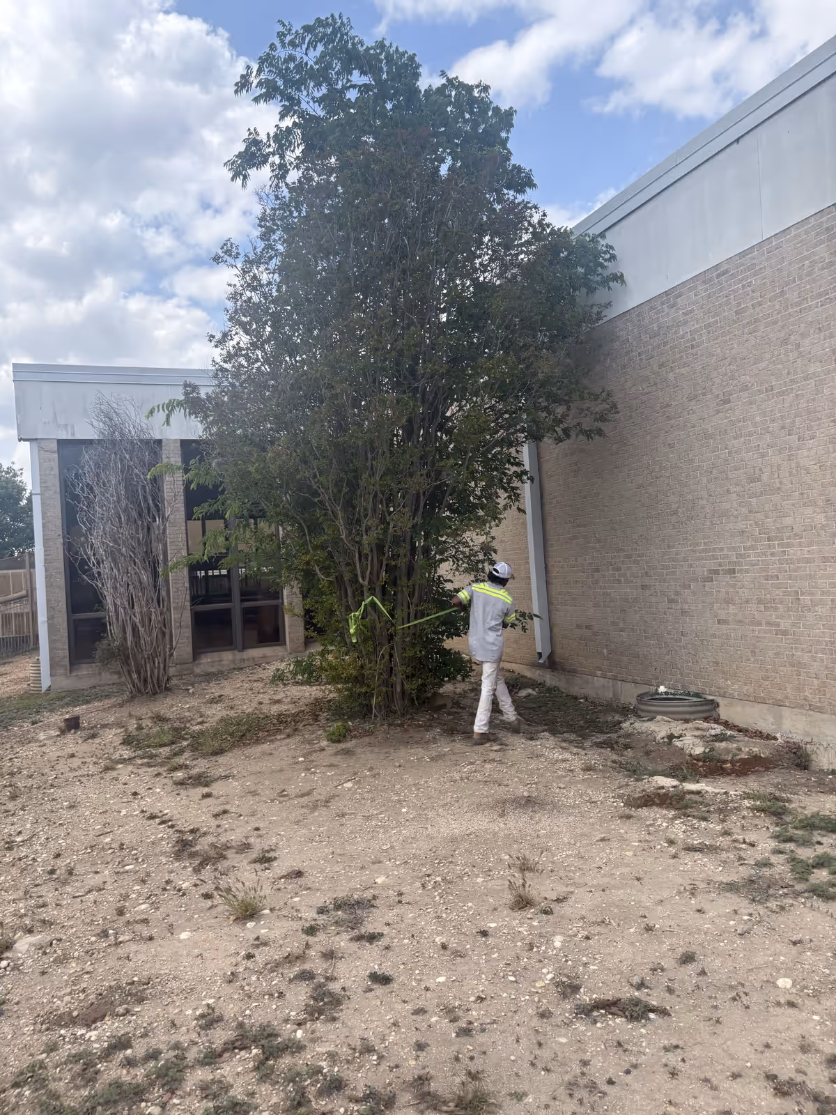 General manager assessing and servicing a tree at the San Antonio State Hospital