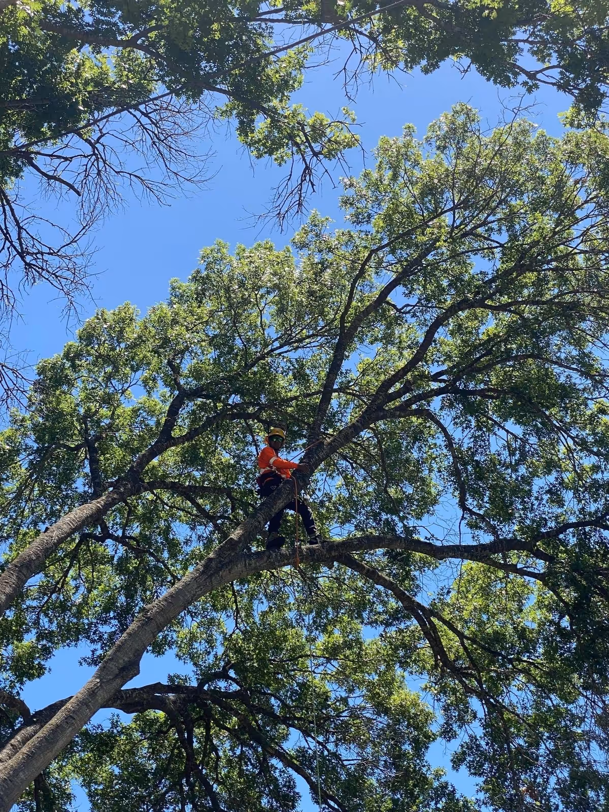 South Texas Tree Service climber roped high in a live oak canopy on a San Antonio removal