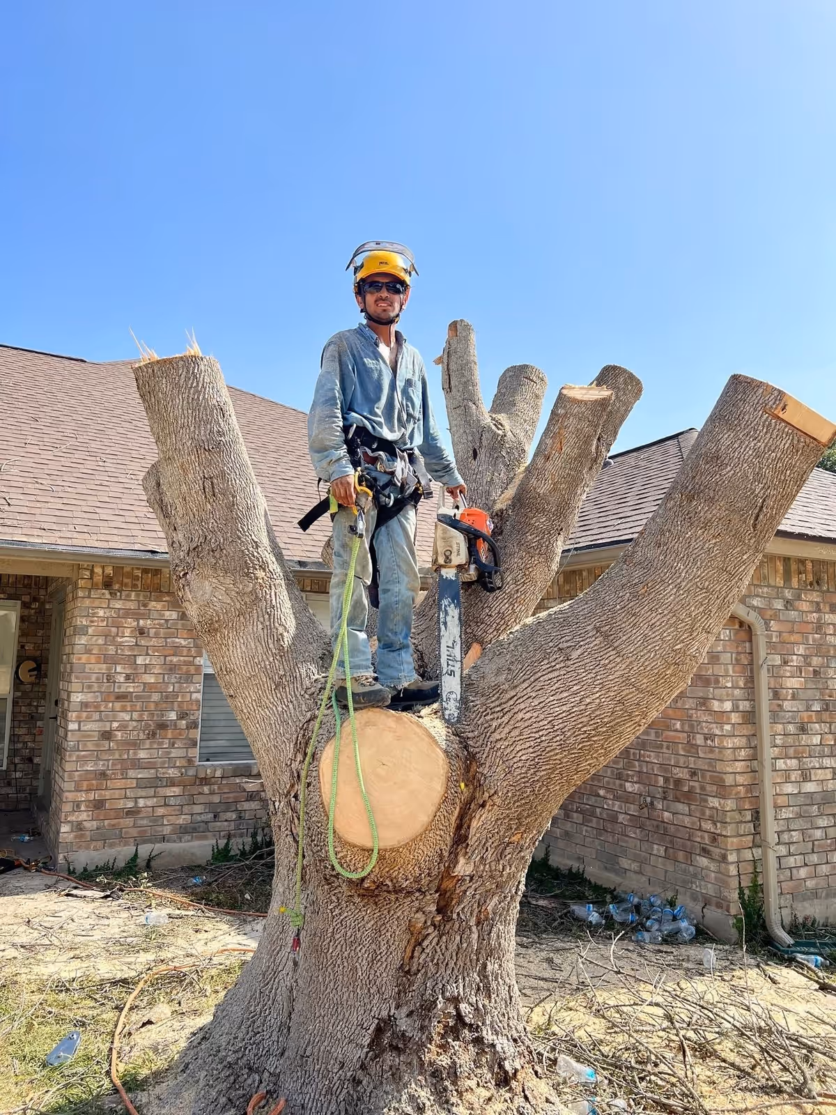 South Texas Tree Service crew member with chainsaw atop a cut trunk on a San Antonio removal