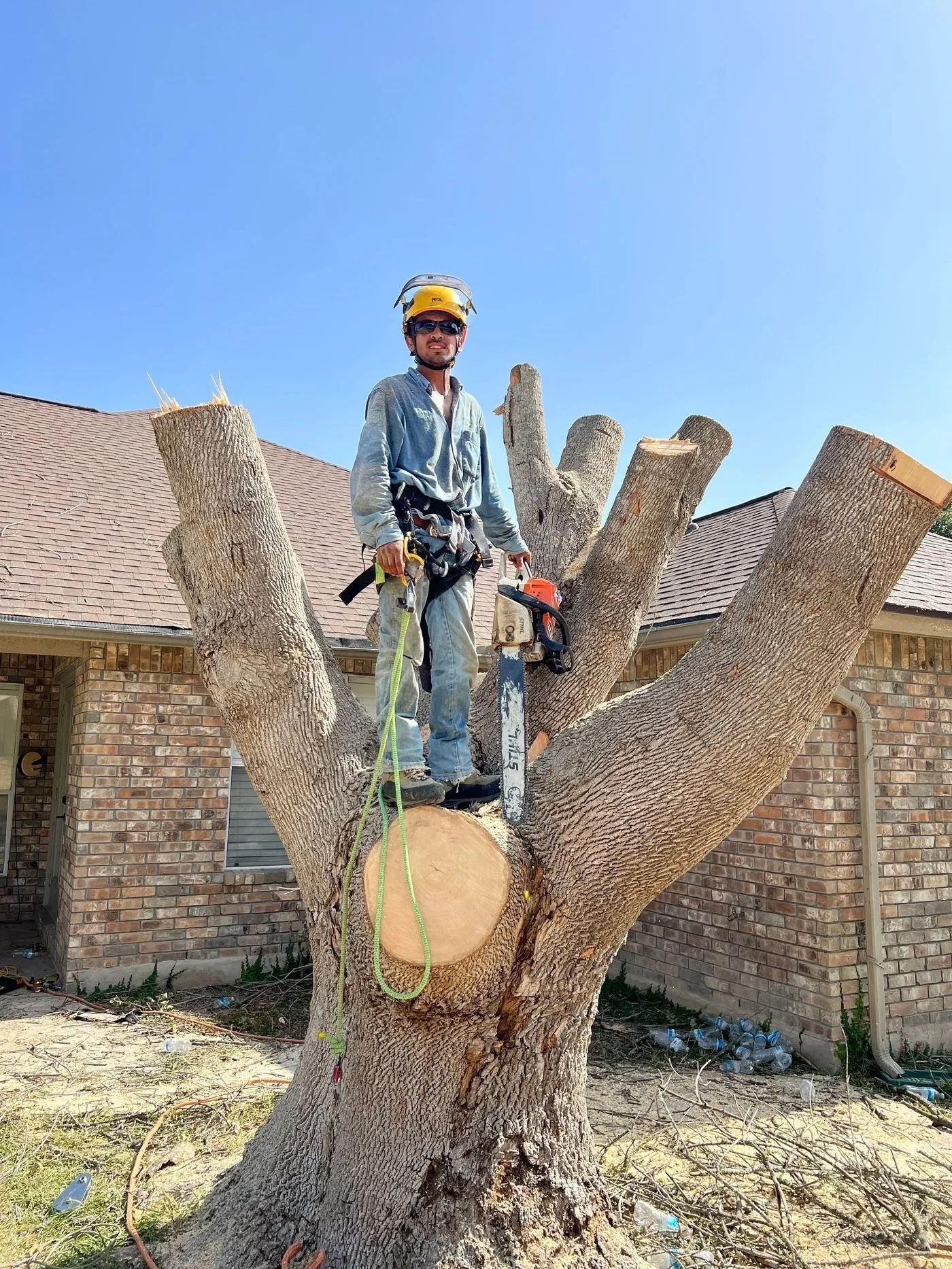 South Texas Tree Service crew member with chainsaw atop a cut trunk on a San Antonio removal