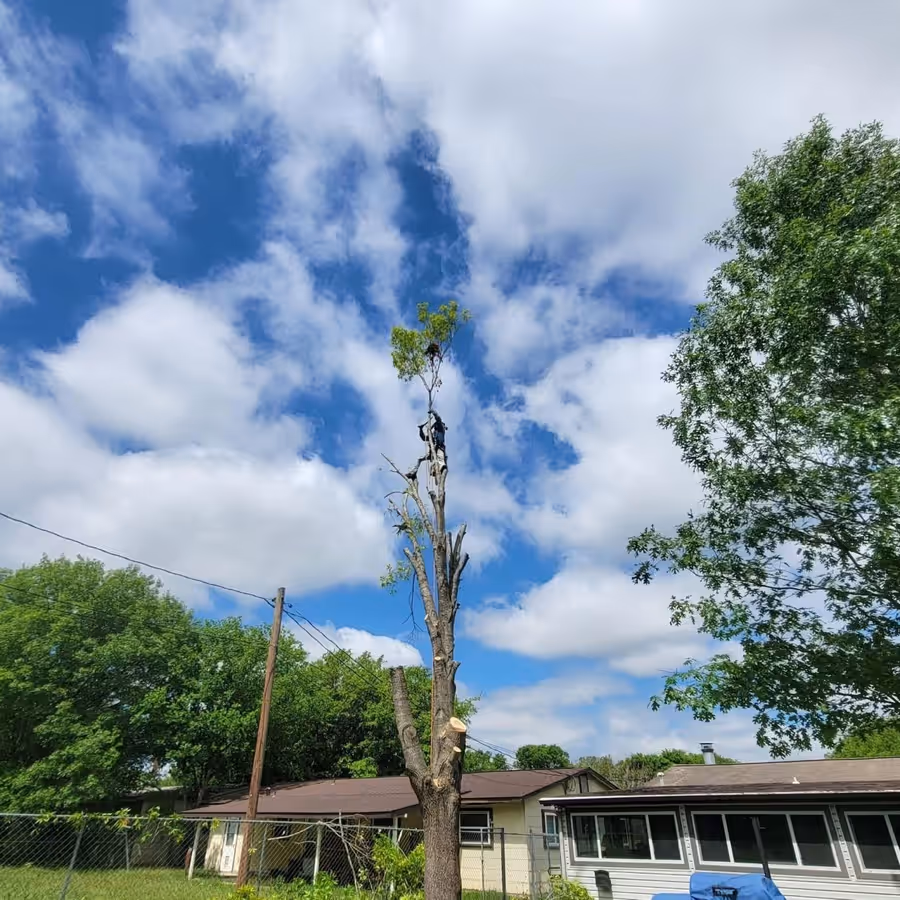 Climber roped in near the top of a dead tree with an overhead power line running past