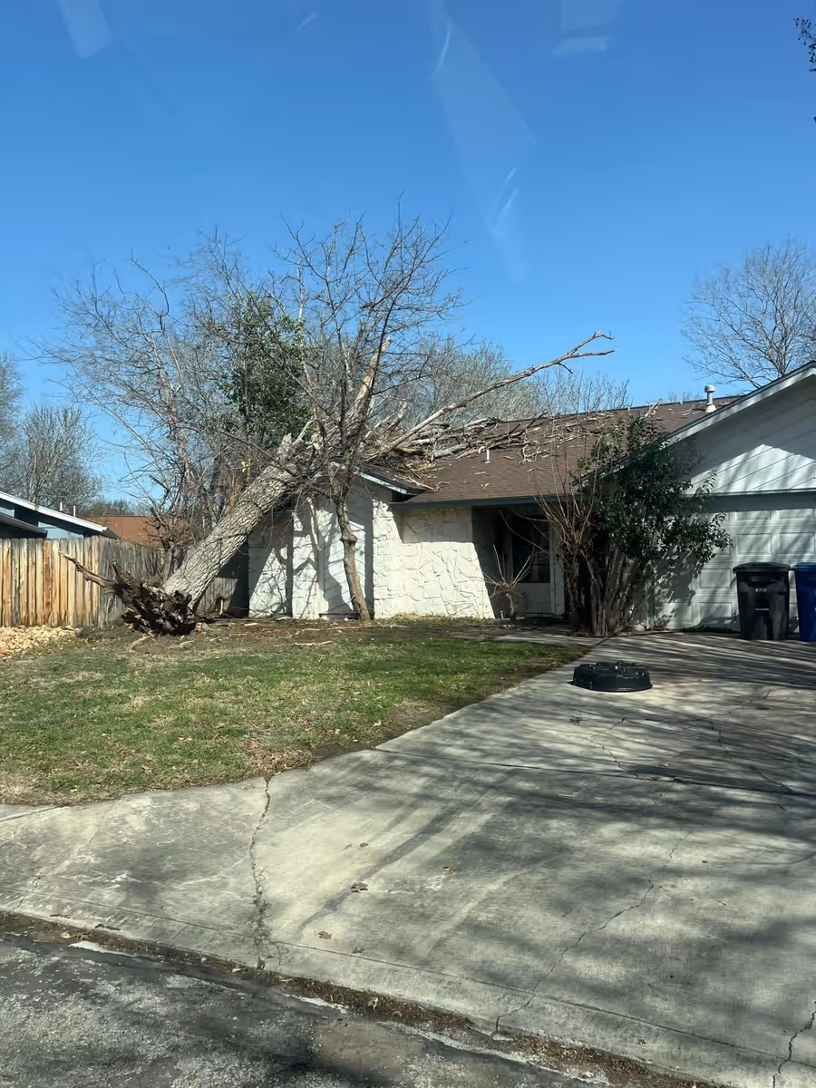 Storm-uprooted tree leaning across the roof of a single-story San Antonio home